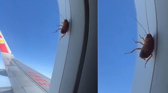 Cockroach survives high-altitude flight in plane window