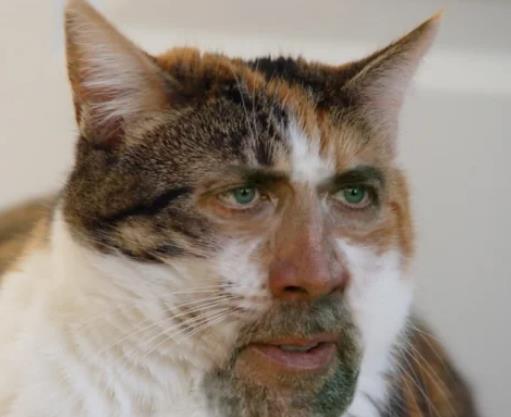 Reddit User Shares Hilarious Photo of a Cat with a Human Face