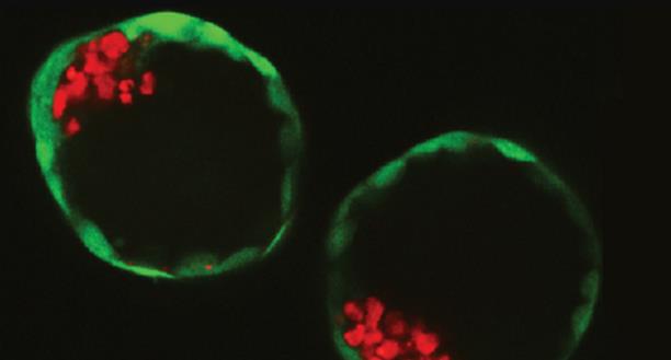 A Breakthrough in Creating Synthetic Human Embryos