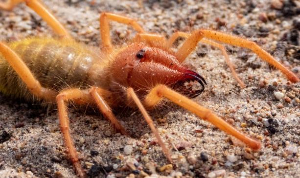 Camel Spiders: The Evolutionary Secrets of a Neglected Arachnid