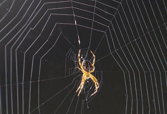 How Shoreline Spiders Can Spread Mercury Pollution to Land Animals