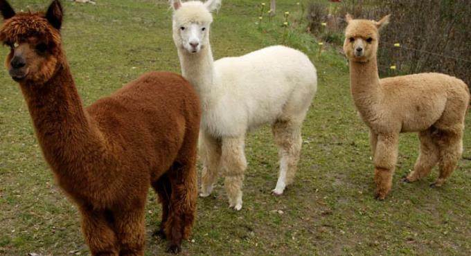 How a pizza shop owner used Covid-19 relief funds to buy alpacas in Vermont