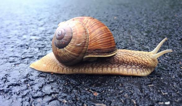 The Secret Life of Snail Mucus: A New Study Reveals Its Molecular Complexity