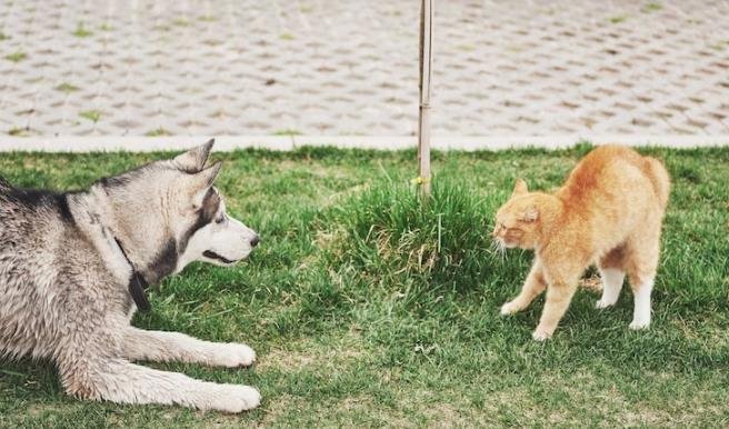 Why Do Cats Lick Dogs? 5 Possible Reasons