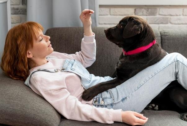 Why Do Dogs Love Being Petted? The Science Behind Their Affection