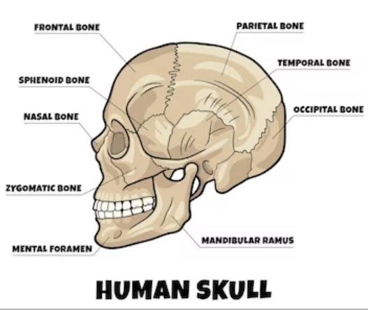 Relieve Muscle Knots at Base of Skull - Ultimate Guide