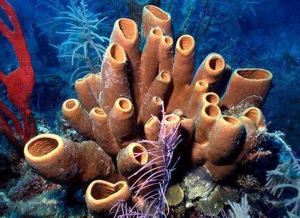 Sea sponges reveal the secrets of the deep-sea fish