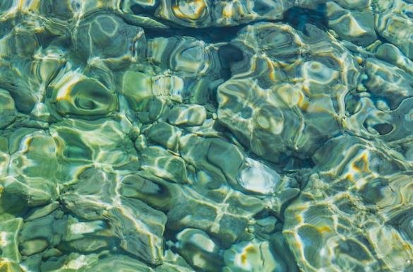 Types of Pool Algae: Effective Solutions