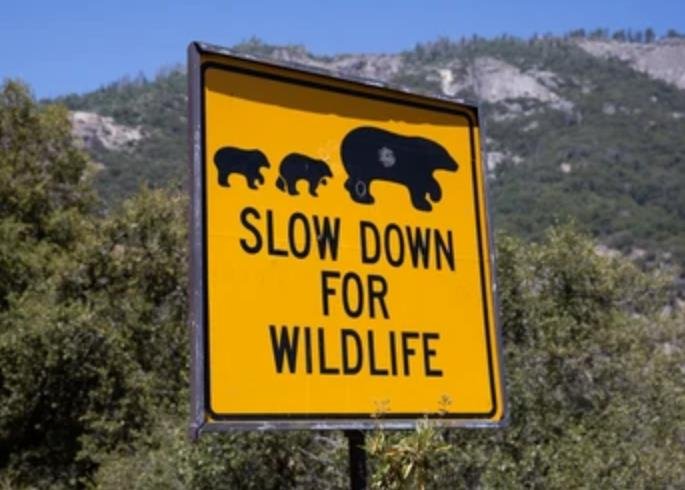 Protected Lands Slow Down Wildlife Loss by Five Times, Study Finds