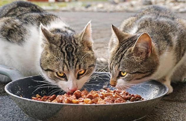 The secret behind cats’ love for tuna revealed by scientists