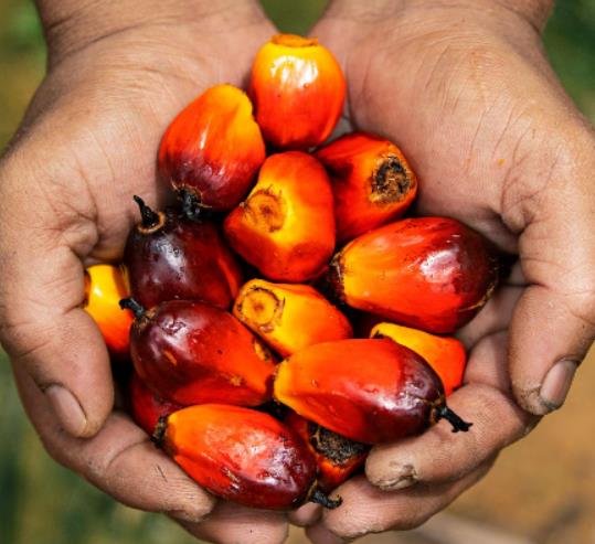 Malaysia’s palm oil export tax remains unchanged for November