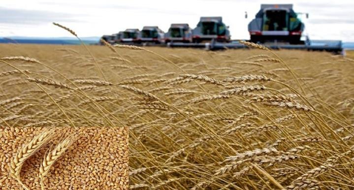 Russia’s crop yields remain high despite weather extremes, says JRC MARS Bulletin