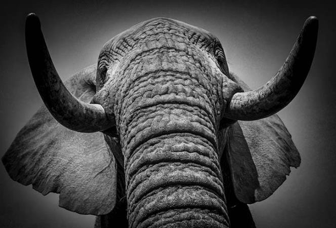 The Sixth Extinction: A Photographic Exhibition by Alain Ernoult