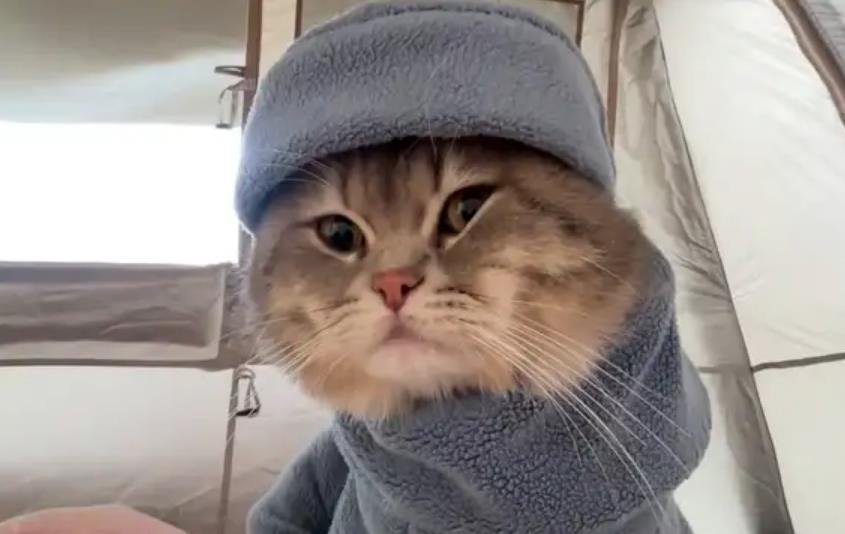 Cat Gets Bundled Up For Camping - Videos from The Weather Channel