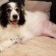 Chewy: pet supply retailer could be leashed by an acquirer