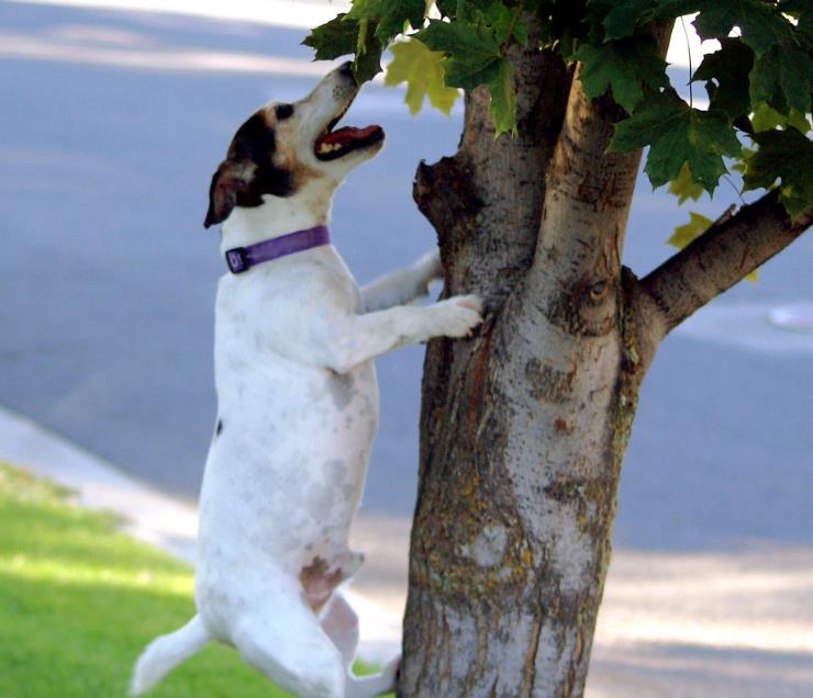 Dog rescued from tree after being missing for two days
