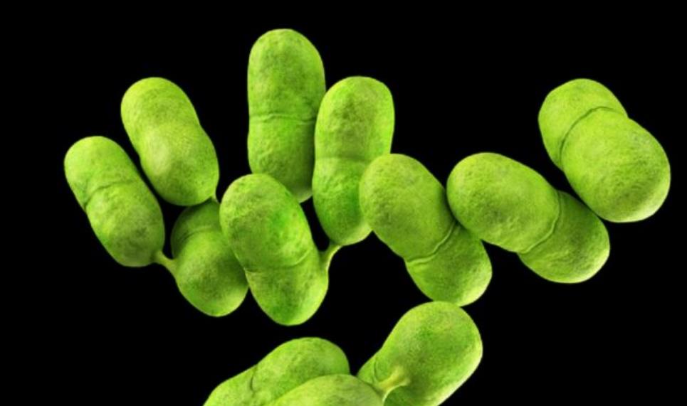 Listeria outbreak in Europe reaches record levels in 2022