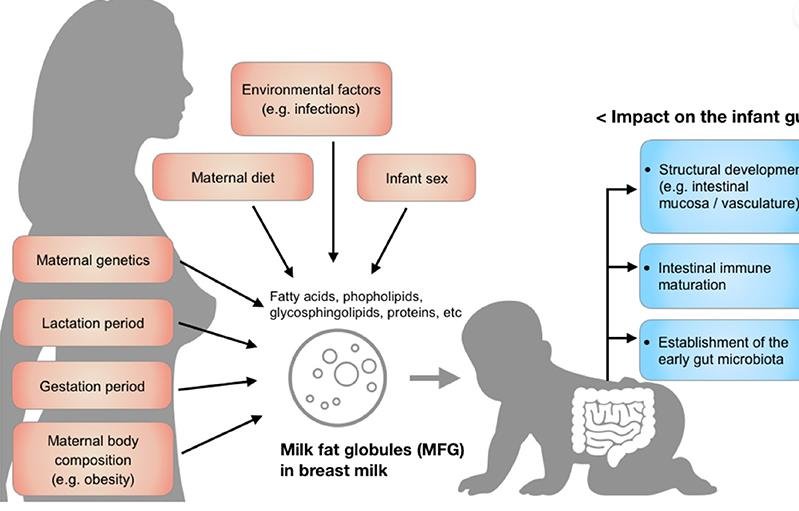 How breast milk boosts infant immunity by shaping gut microbiota