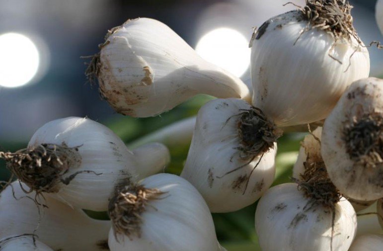 Egyptian garlic harvest