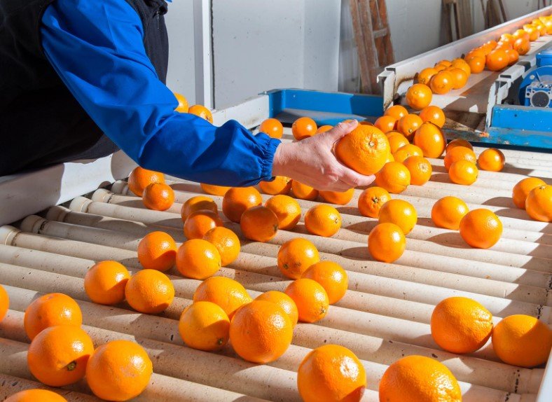 egypt citrus exports farmland oranges potatoes