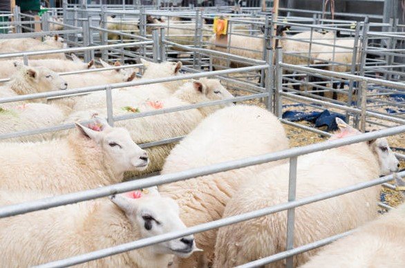 saudi livestock market scale weighing sheep goats cattle