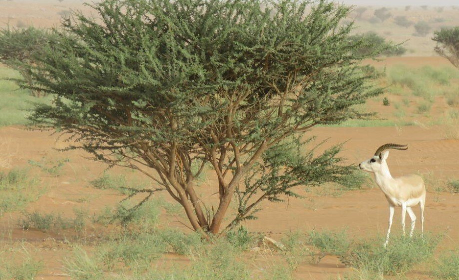 uruq bani maarid protected area saudi arabia