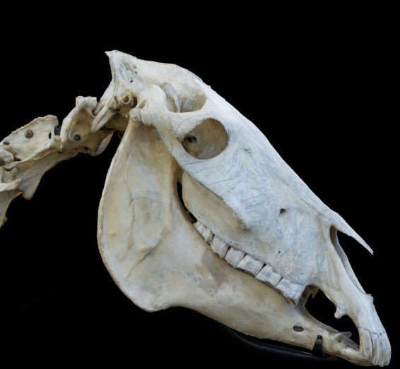 ancient donkey skeleton excavation israel