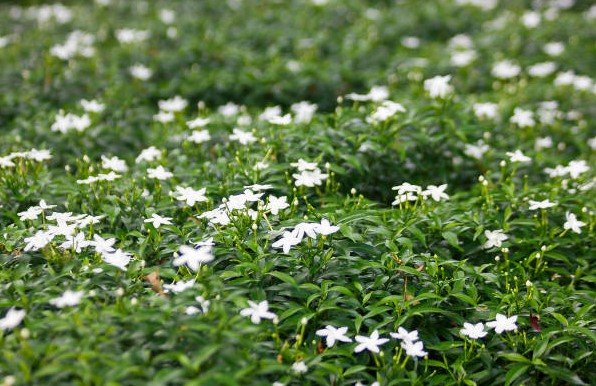 jasmine fields egypt