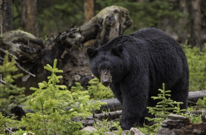 black bear in forest