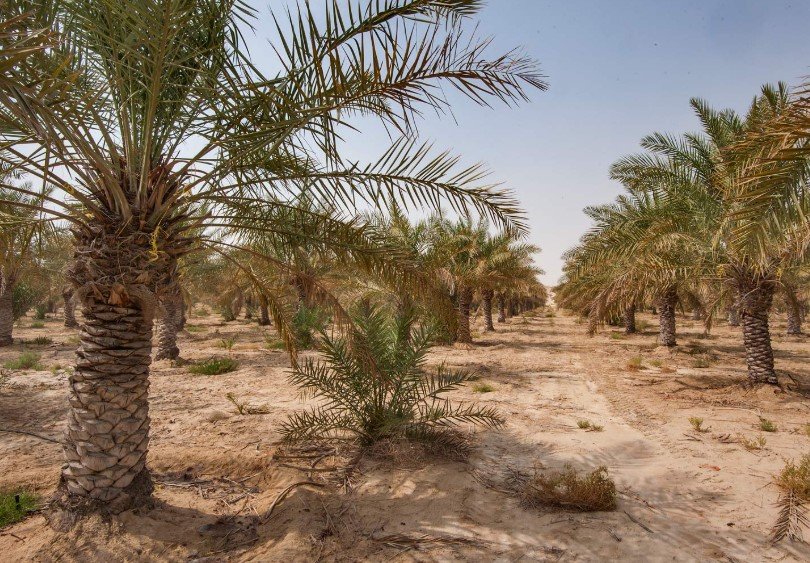 date palm farm