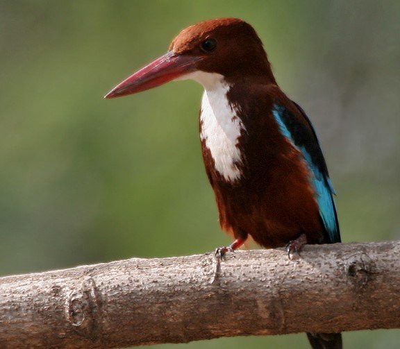 white-throated kingfisher