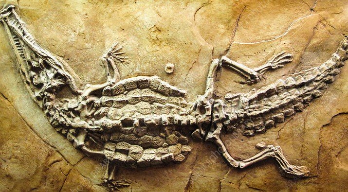 ancient crocodile fossil