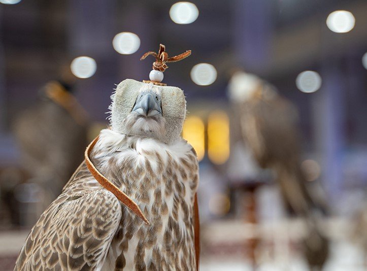 falcon auction
