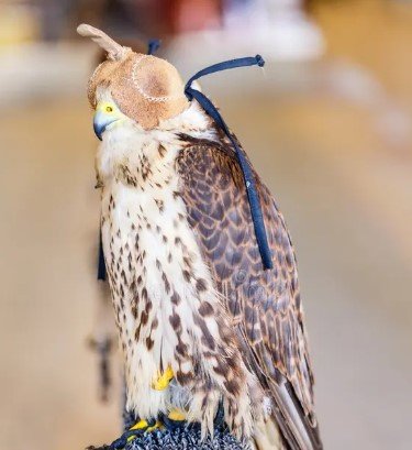 peregrine falcon auction
