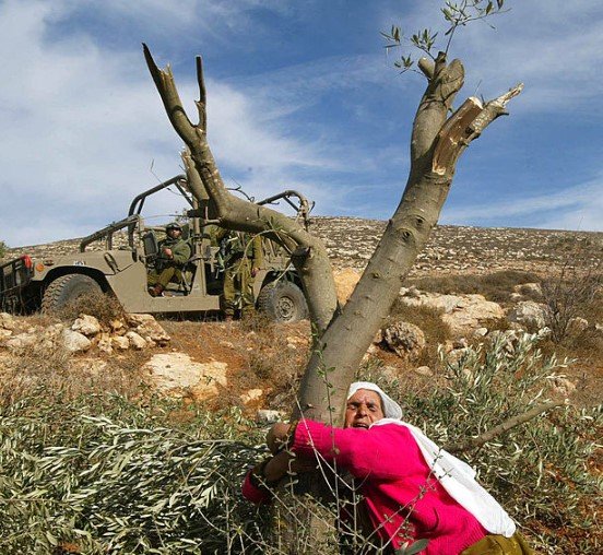 west bank olive harvest