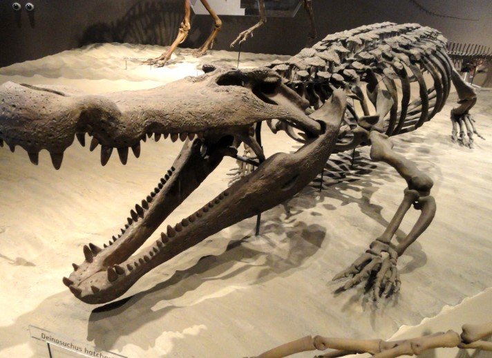 ancient crocodile fossil