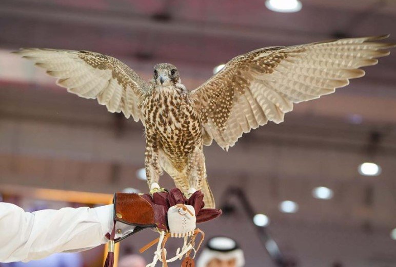 peregrine falcon auction