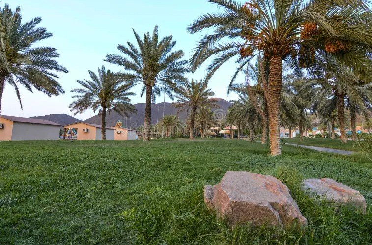 Hail Saudi Arabia potato farming desert