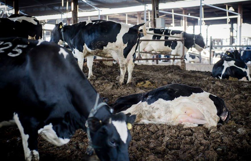 cattle farming israel