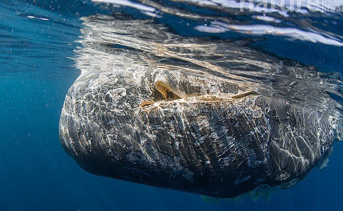sperm whale carcass endangered Mediterranean marine species