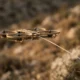 How Fiber-Optic Drones Are Winning Israel's War of Attrition