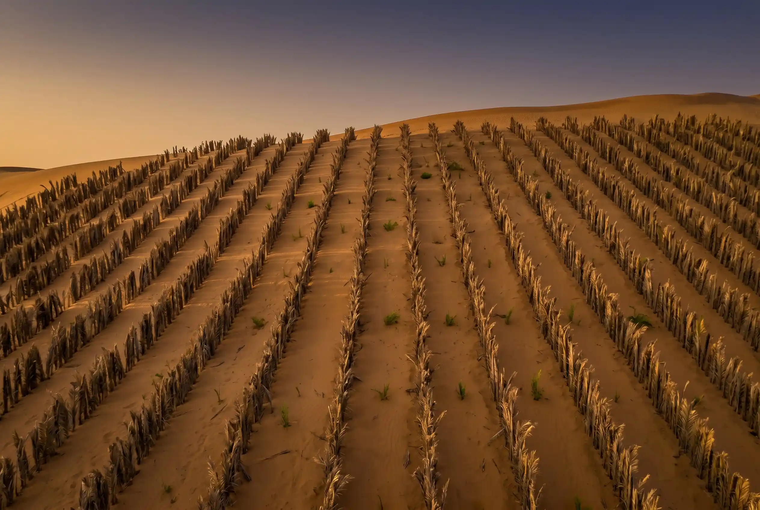 Saudi Arabia FAO ecosystem restoration Vision 2030 land rehabilitation