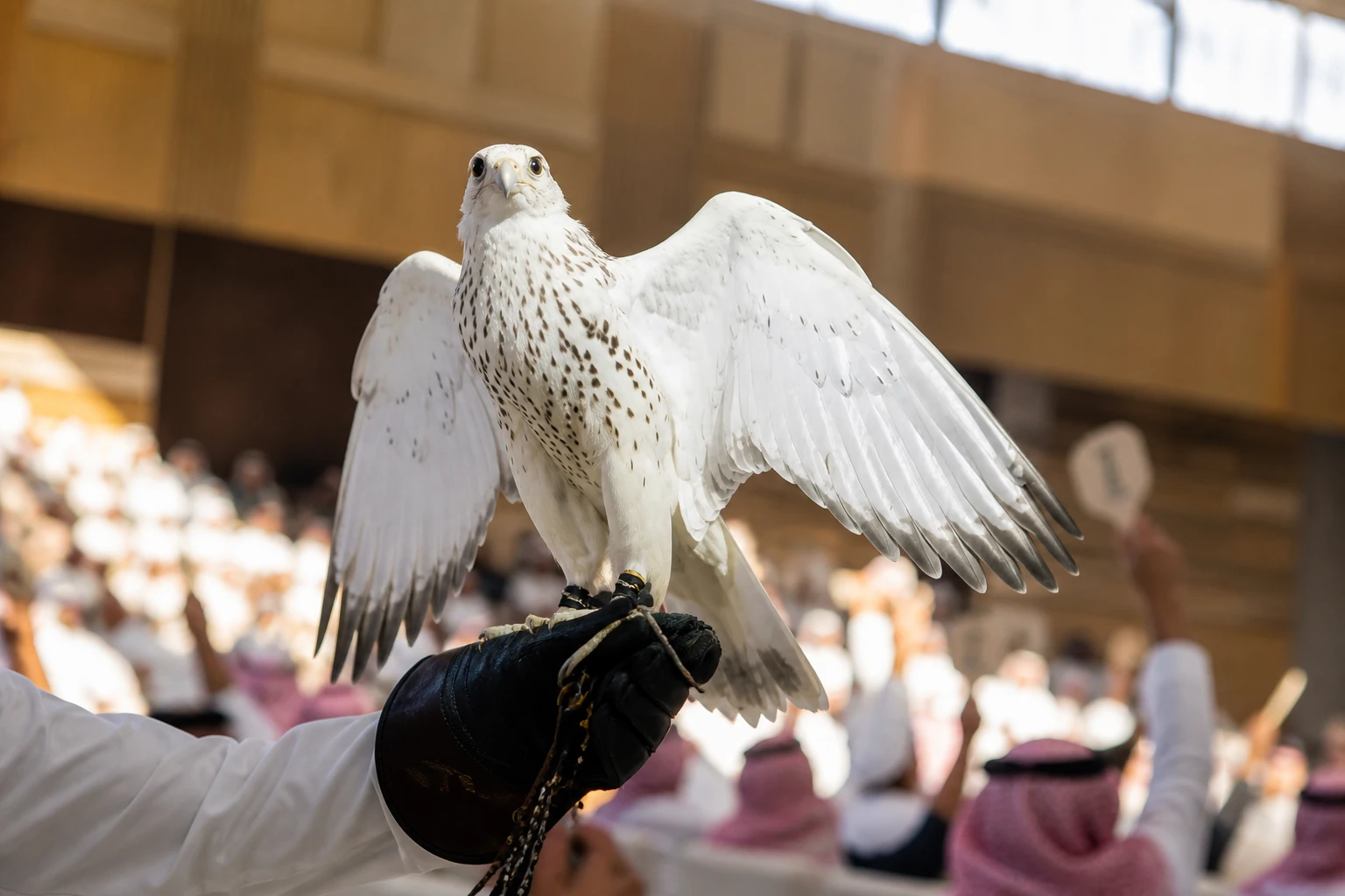 Saudi Arabia International Falcon Breeders Auction record sales 2025 results