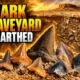 Egypt shark graveyard phosphate mine fourteen teeth