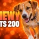 Chewy 200 employee layoff 2023 corporate jobs